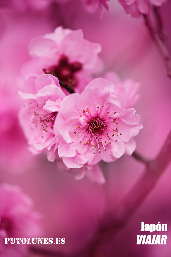 putolunes.es | Viajar Japón sakura