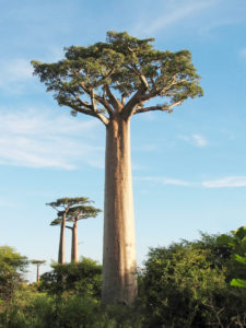 Baobab, árbol nacional de Senegal.